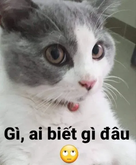 Mèo cry meme luôn là hình ảnh dễ thương, khiến ai cũng phải cảm thấy xót xa.