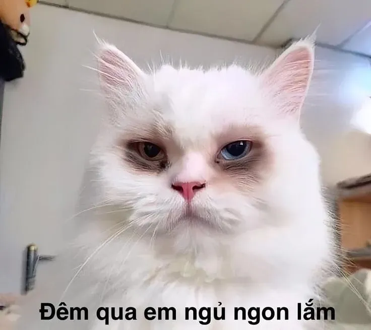 Meme mèo cry luôn là hình ảnh dễ thương và đầy cảm xúc mà ai cũng yêu thích.