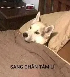 Meme crying là hình ảnh thể hiện cảm xúc buồn bã rất chân thật và dễ hiểu.