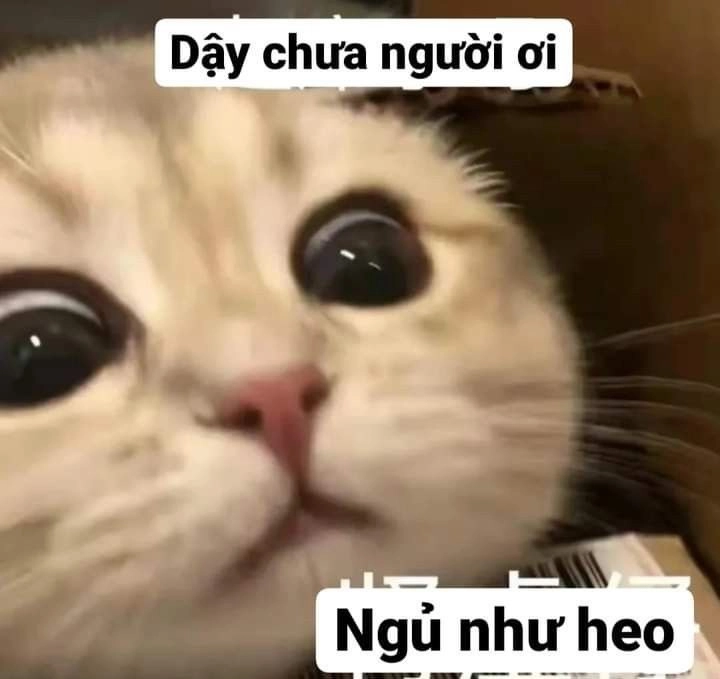 Cute meme dễ thương, phù hợp chia sẻ trên mạng xã hội.