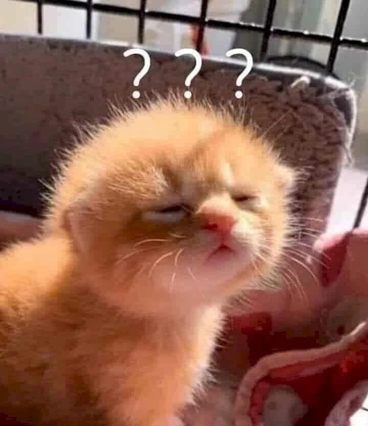 Hình meme cute nổi bật, thu hút người xem mọi lúc.