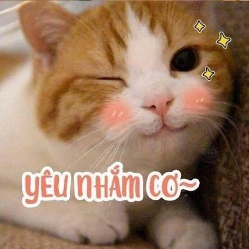 Cute cat meme đáng yêu, làm tan chảy trái tim mọi người.