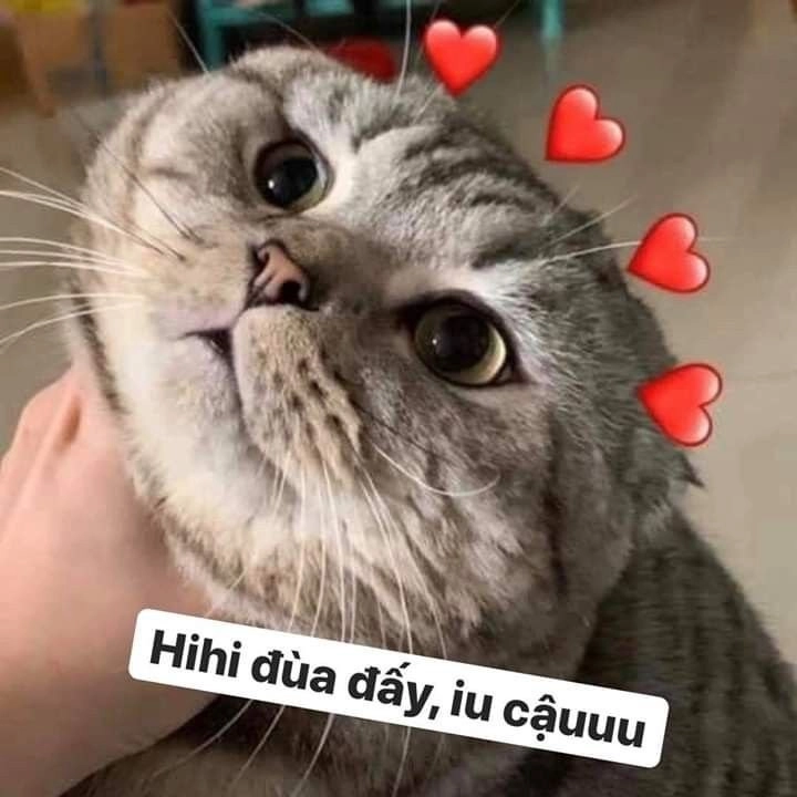 Meme ngủ ngon cute với hình ảnh dễ thương, thư giãn.