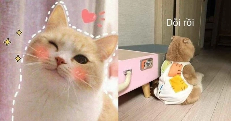 Khia ảnh meme cute độc lạ, tạo tiếng cười không giới hạn.