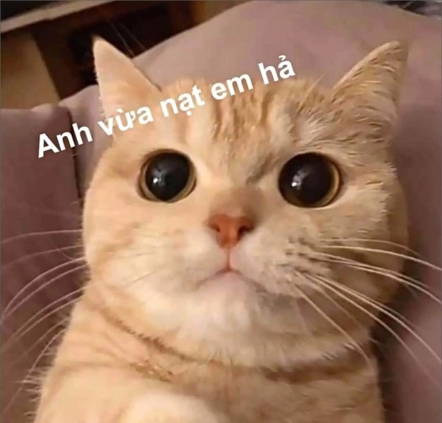 Meme cute hài mang tính giải trí cao, phù hợp mọi độ tuổi.