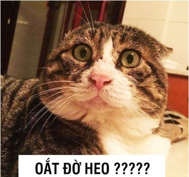 Hài hước icon ảnh meme cute, phù hợp phong cách vui nhộn.