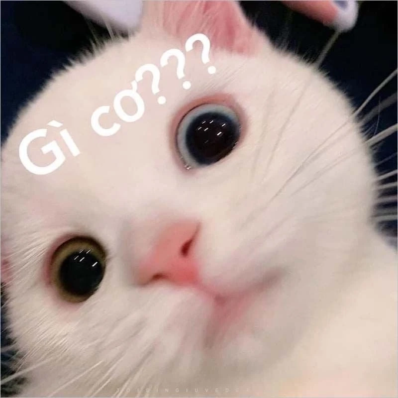 Meme cute hình icon dễ thương với nét vẽ độc đáo.