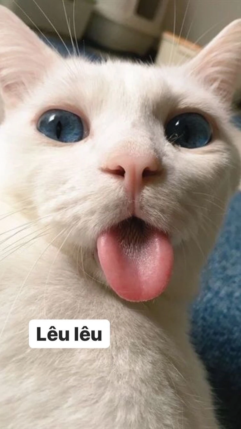 Avatar mèo cute meme phù hợp tạo điểm nhấn cá nhân độc đáo.