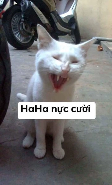 Ảnh meme mèo cute lan tỏa sự đáng yêu và hài hước.