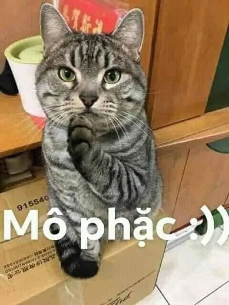 Meme cute mèo dễ thương, mang lại nụ cười đầy ngọt ngào.