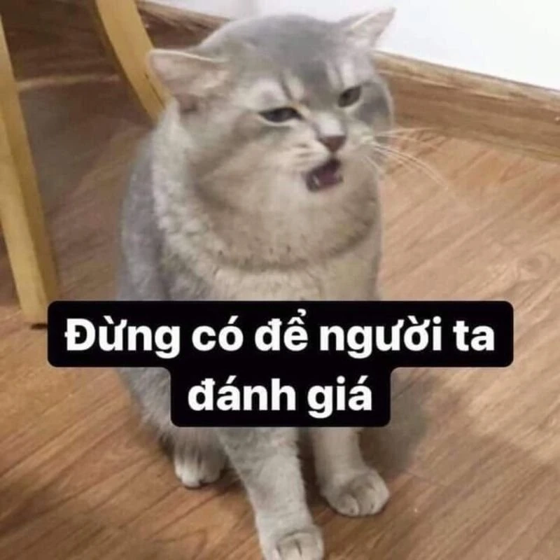 Cute meme mèo cute nổi bật với sự đáng yêu thu hút mọi ánh nhìn.