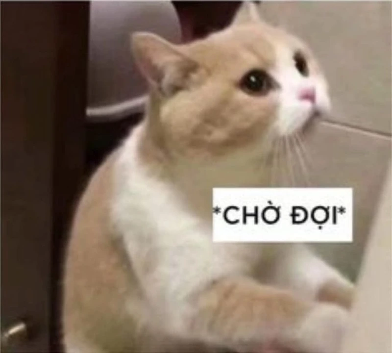 Meme mèo cười cute lan tỏa năng lượng tích cực dễ thương.