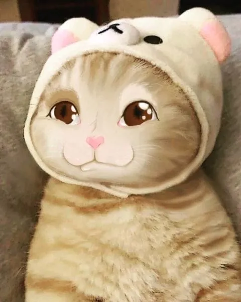 Meme ảnh hài hước cute, khiến bạn thư giãn và quên đi mệt mỏi.