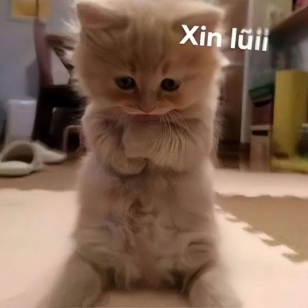 Meme chúc mừng sinh nhật cute, cách sáng tạo để gửi lời chúc đáng nhớ.