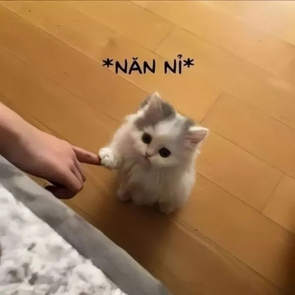 Cute meme ảnh troll, công cụ hài hước để tạo ra những khoảnh khắc vui nhộn.