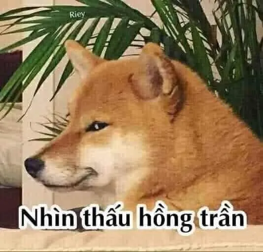 Cheems doge meme khiến người xem bật cười với những biểu cảm độc đáo.