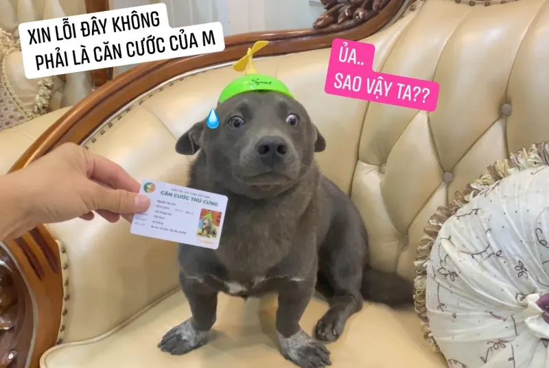 Dog meme funny luôn khiến người xem phải cười với sự dễ thương và hài hước.