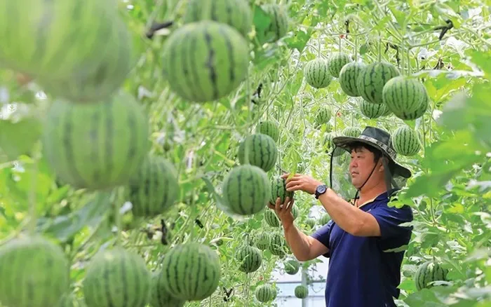 Quả dưa hấu mini dễ thương và thơm ngon, là lựa chọn tuyệt vời cho các bữa tiệc nhỏ hoặc những dịp đặc biệt