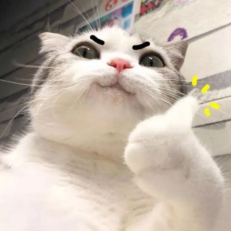 Cat face meme, biểu cảm đáng yêu của mèo khiến bạn bật cười mỗi ngày.