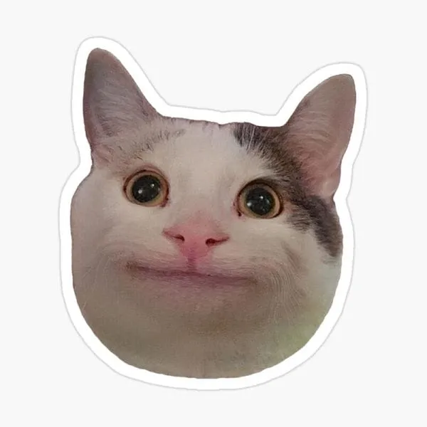 Meme cats funny faces, bộ sưu tập hình ảnh mèo hài hước 