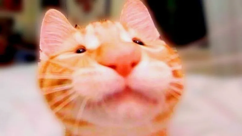 Face cat meme face, những biểu cảm mèo đáng yêu khó cưỡng trong thế giới meme.