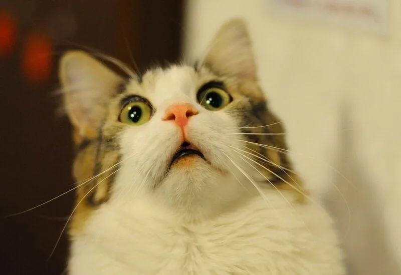 Reaction cat meme face, biểu cảm mèo hoàn hảo để làm 