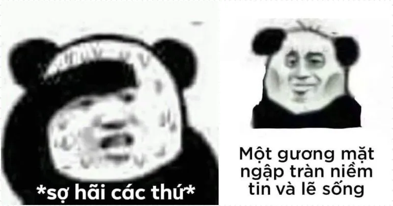 Gấu trúc meme ngủ ngon hình ảnh ấm áp cho giấc ngủ trọn vẹn.