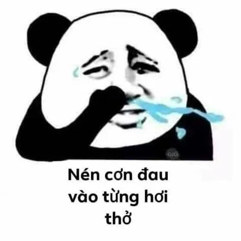 Meme gấu trúc buồn ngủ biểu cảm chân thực cho những ngày uể oải.