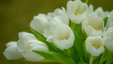 Trang trí độc đáo với hình nền hoa tulip cho máy tính