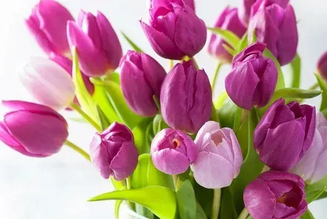 Độc đáo và cuốn hút với hình nền hoa tulip xanh