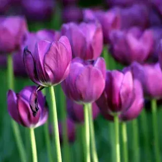 Dịu dàng và ngọt ngào với hình nền hoa tulip hồng