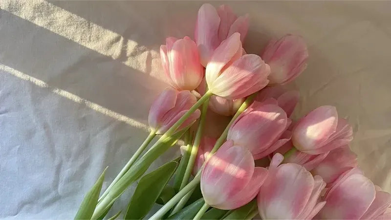 Hình nền hoa tulip cho điện thoại nổi bật, đầy cuốn hút