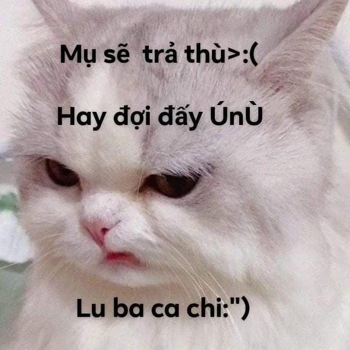 Ảnh meme bựa độc đáo, mang đến tiếng cười cho mọi tình huống.