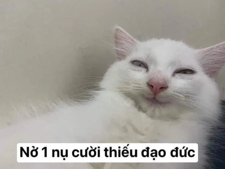 Meme mèo bựa, gương mặt của sự lầy lội và hài hước.