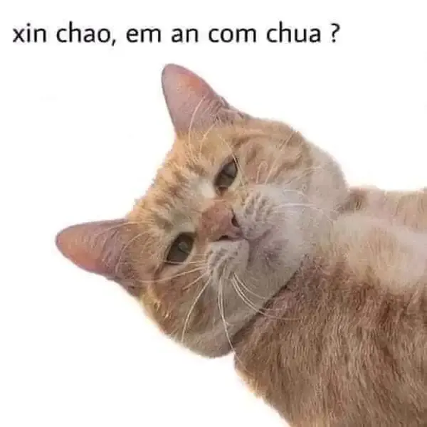 Meme xin chào dễ thương với biểu cảm ngọt ngào, khiến ai cũng phải mỉm cười.