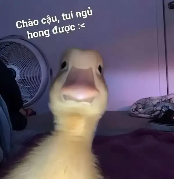 Meme mèo chào cờ ngộ nghĩnh, làm mọi người cảm thấy vui tươi và phấn khởi.