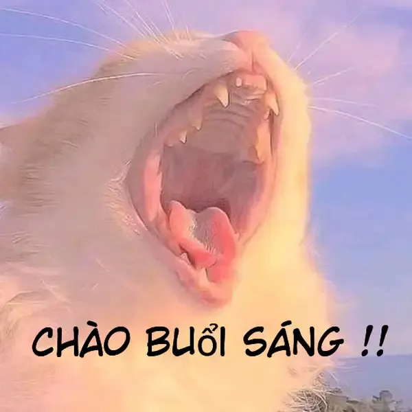 Chú ếch meme xin chào đáng yêu, là cách tuyệt vời để bắt đầu ngày mới.