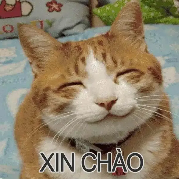 Meme xin chào hài hước làm bật lên sự vui nhộn và dễ thương trong mỗi câu chào.