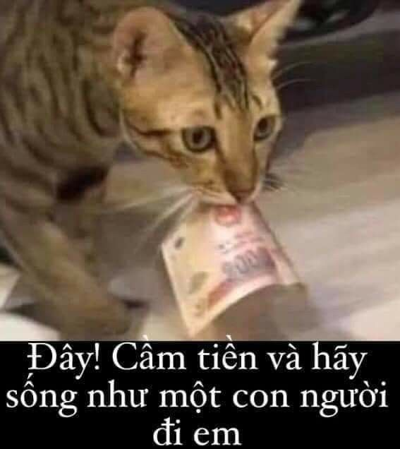 Ảnh meme xin tiền này sẽ làm bạn không nhịn được cười.