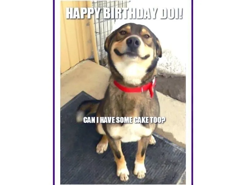 Happy Birthday Meme Funny với những biểu cảm hài hước khiến ngày sinh nhật thêm đáng nhớ!