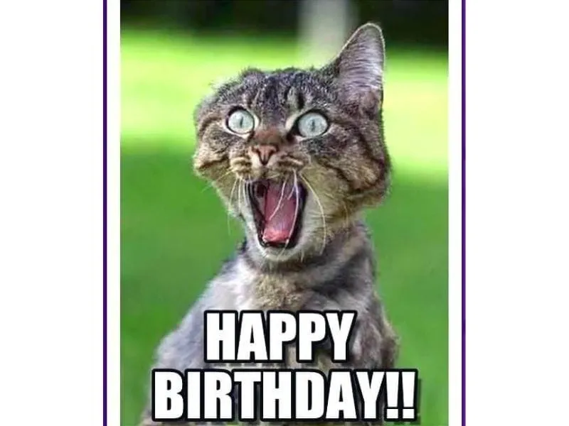 Cat Happy Birthday Meme dễ thương và vui nhộn, phù hợp cho mọi lời chúc mừng!