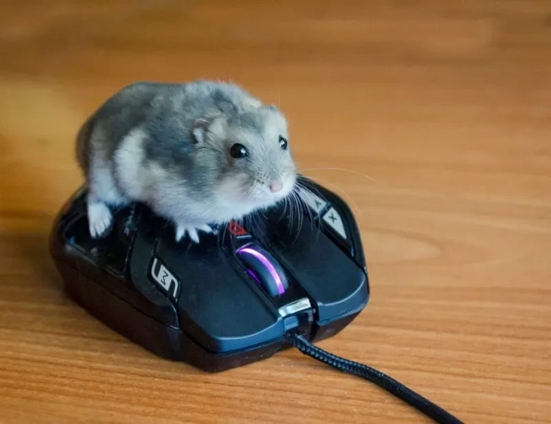 Cute Hài Hước Meme Chuột Hamster mang lại niềm vui cho người xem.