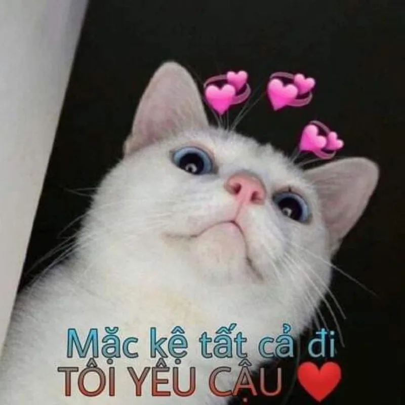 Hình ảnh meme cute, hoàn hảo để làm mới câu chuyện.