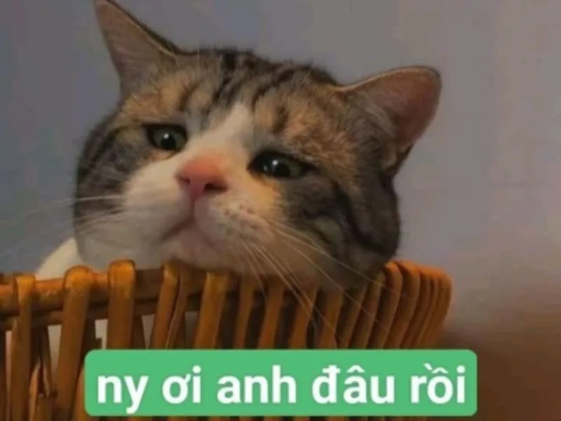 Meme chó cute với sự ngộ nghĩnh làm ai cũng yêu thích.