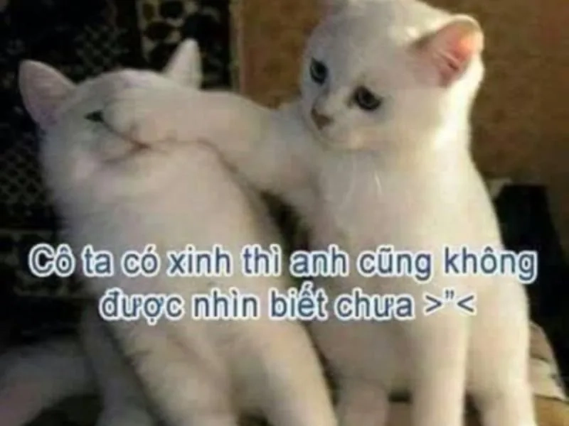 Ảnh mèo meme cute là tâm điểm của mọi cuộc trò chuyện.