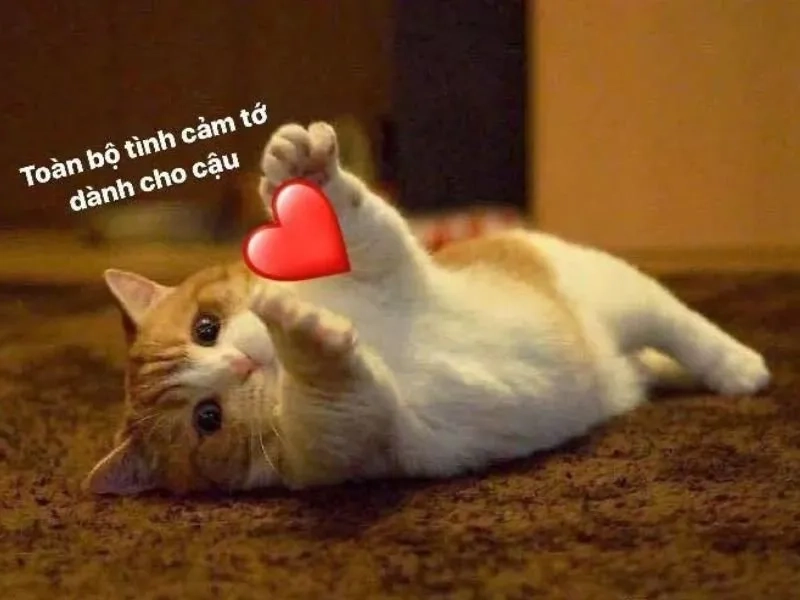 Cute meme cực chất để bày tỏ cảm xúc với bạn bè.