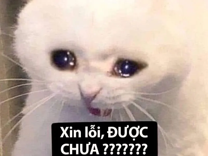 Vẽ meme cute là nghệ thuật sáng tạo trong thế giới meme.