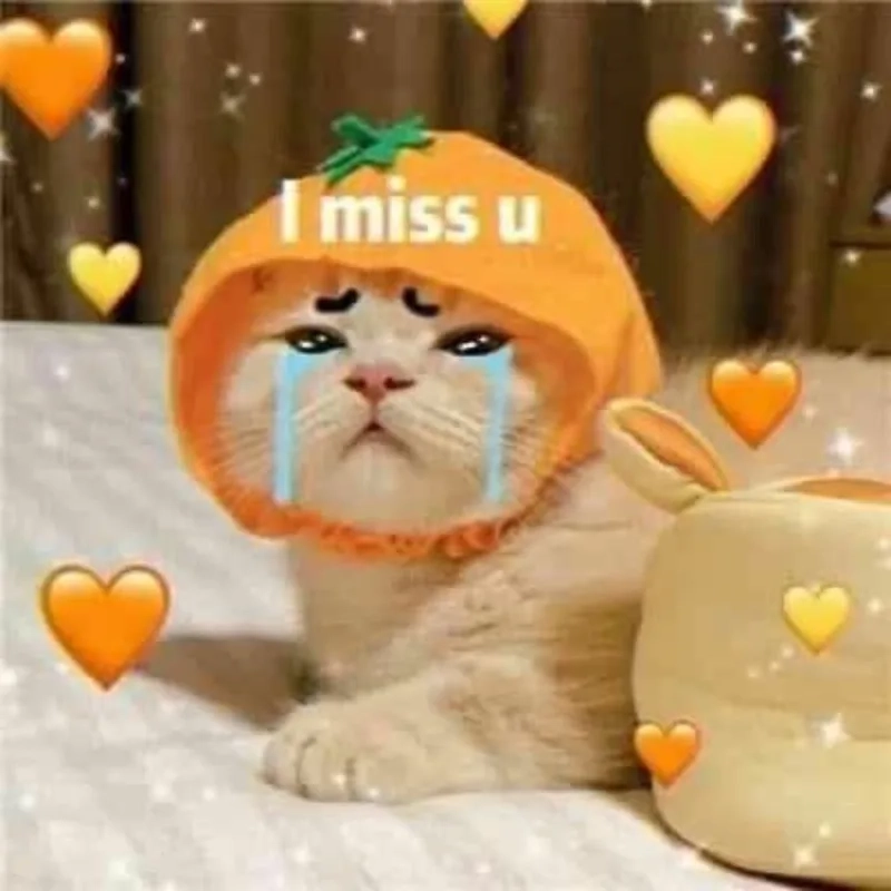 Meme mèo khóc cute khiến ai cũng muốn che chở.