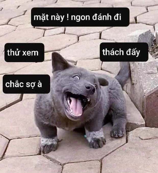 Meme đánh hội đồng với tình huống không thể ngừng cười!