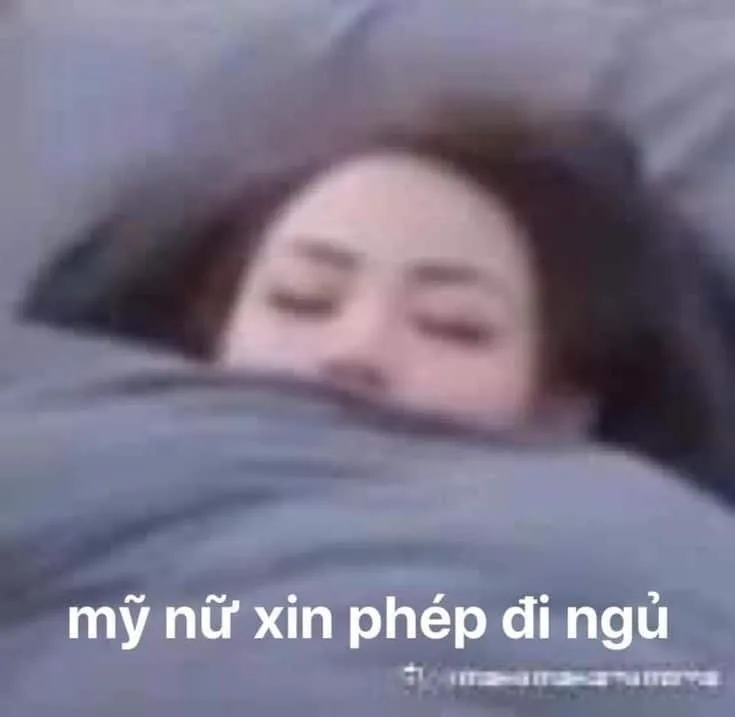 Meme mèo ngủ cực đáng yêu làm ngày mới tươi vui